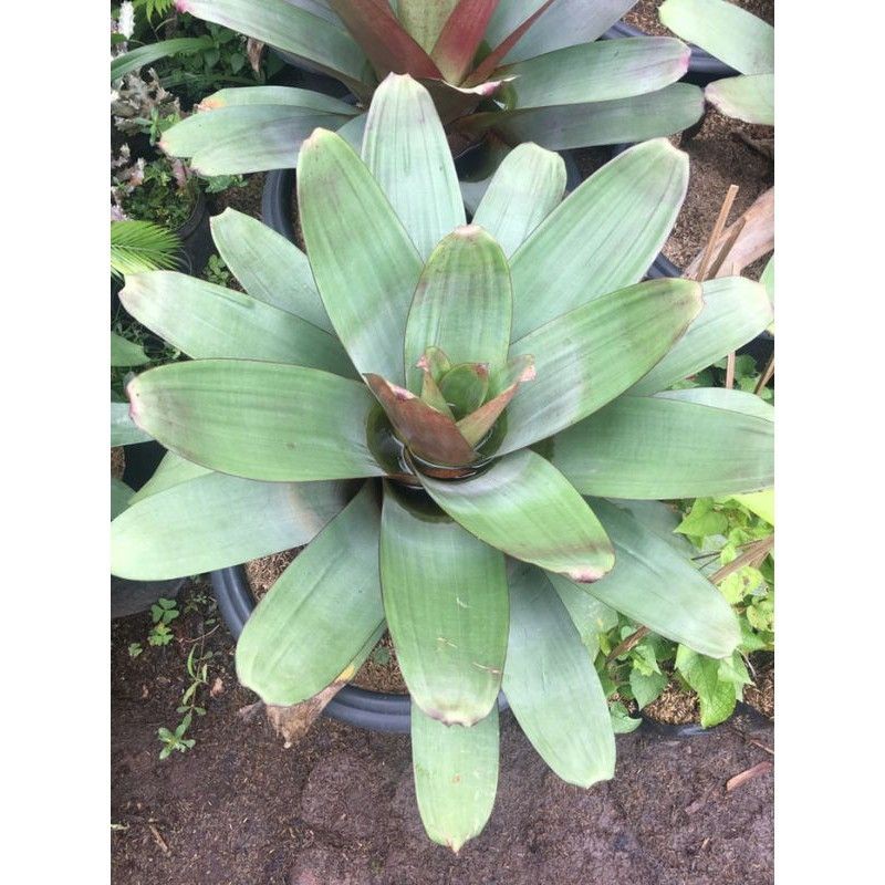 Bromelia Giant