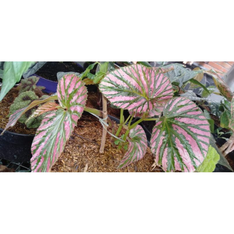 Begonia daun Merah