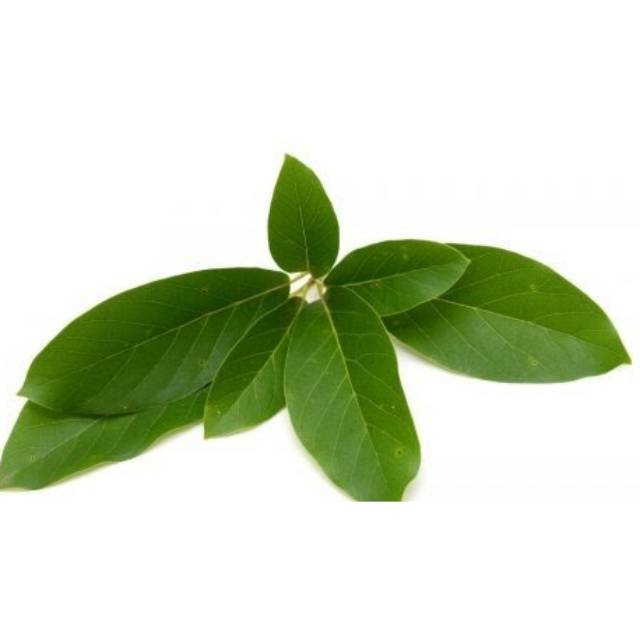 

Daun Alpukat Mentega