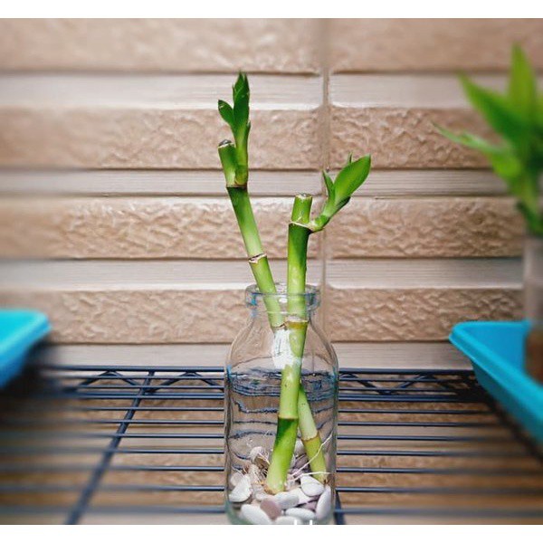 Bambu Cina Mini Tanaman Hidup Asli Hiasan Ruangan Lucky Bamboo Hoki Bambu Rezeqi Dekorasi Meja Kamar