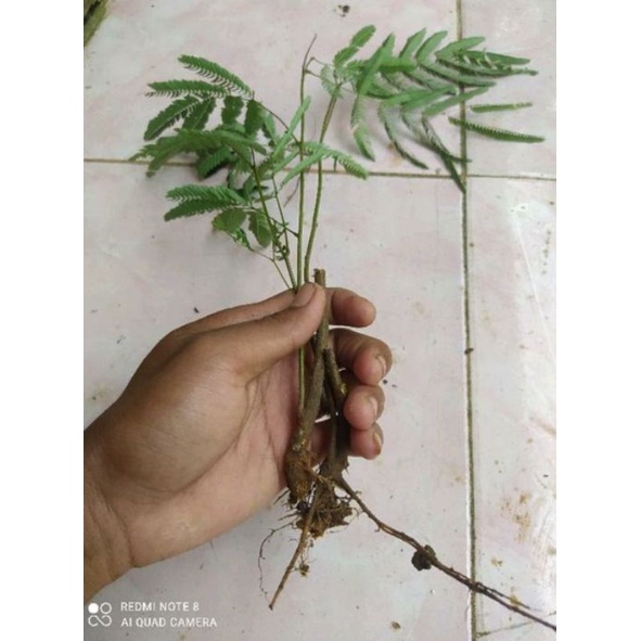 kaliandra merah pagoda