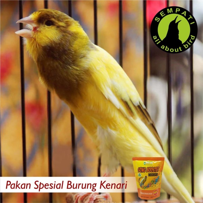 Yrt044 Song Booster Canary Fumayin Nutribird 150 Gr Pakan Burung Kenari Kkki601