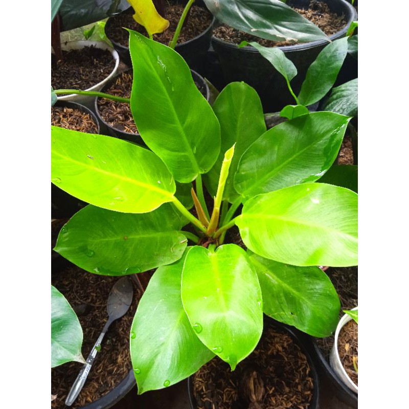 Philo Moonlight / philo monlit / philo lemon