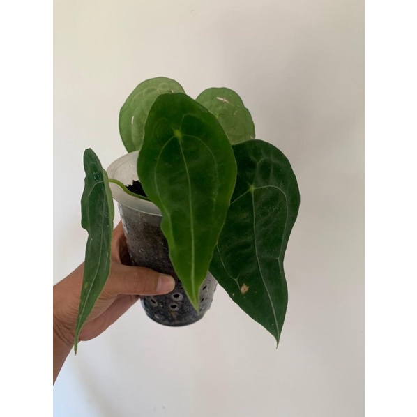 Anthurium forgetii ori real pict