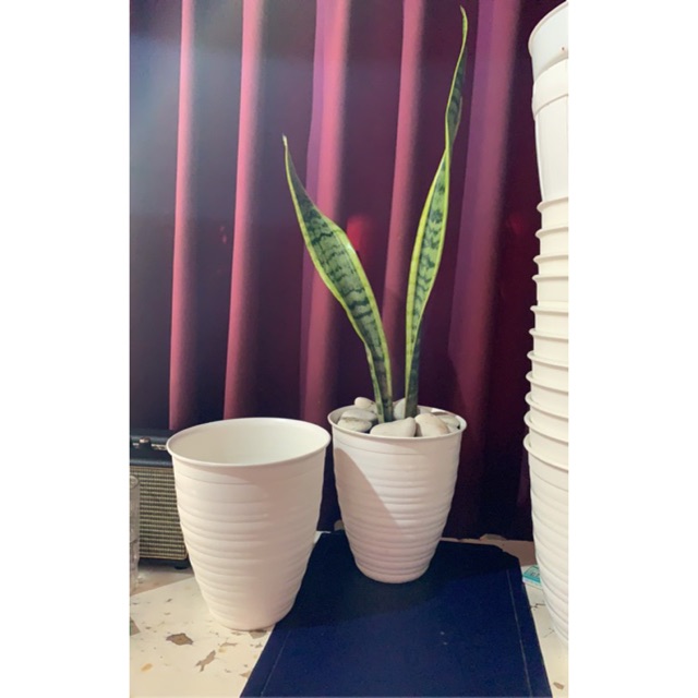 Pot Tawon pyrus/ tirus 18 putih