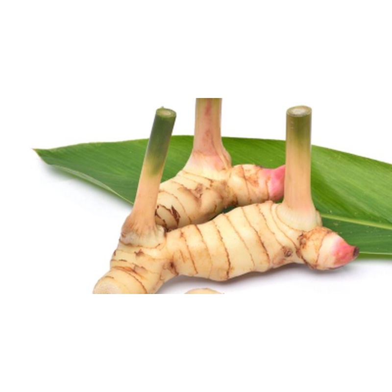 

Lengkuas/laos/ kelawas Bubuk kering grade A 100% alami tanpa campuran