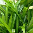 

Daun Pandan Wangi Segar