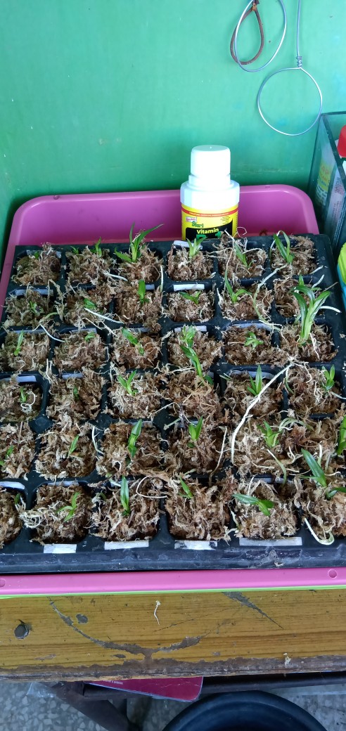 Fungisida Antracol 70wp  100 Gram