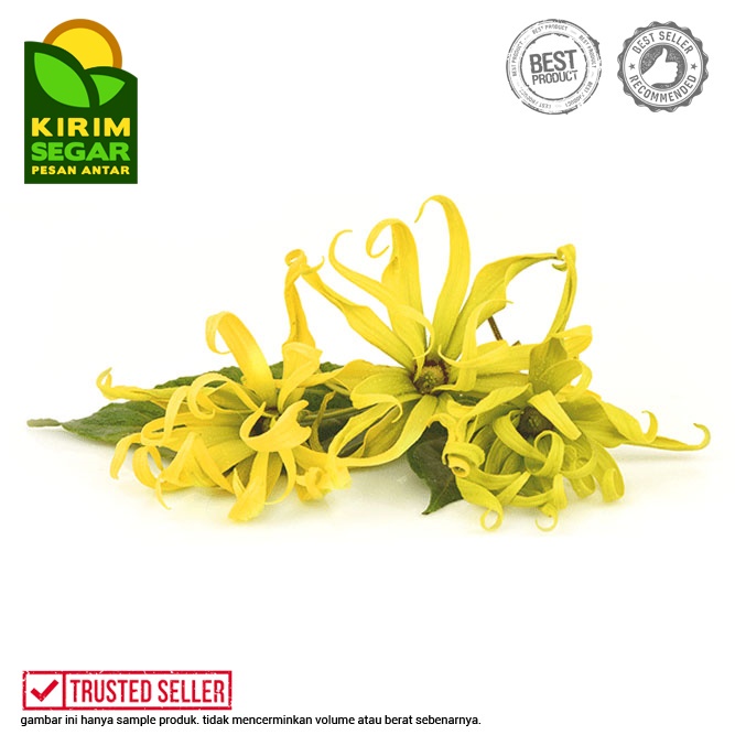 

Bunga Kenanga Segar / Utuh / Cananga /Ylang-ylang/Pack