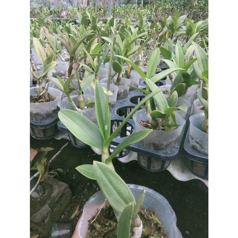 dendrobium mini spike dp