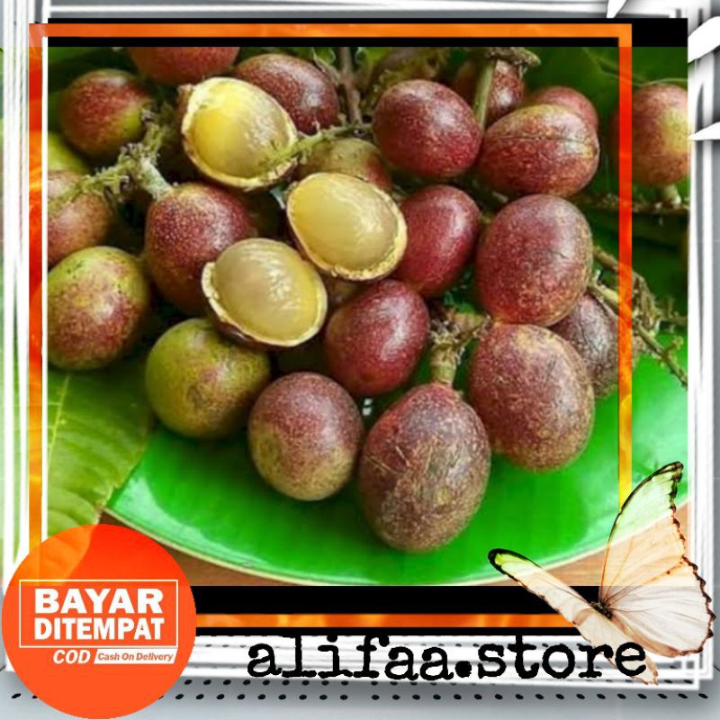 bibit buah matoa unggul // buah matoa