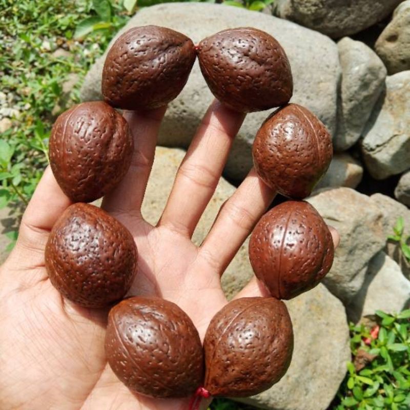 

rudraksha canary big size 25-34 mm