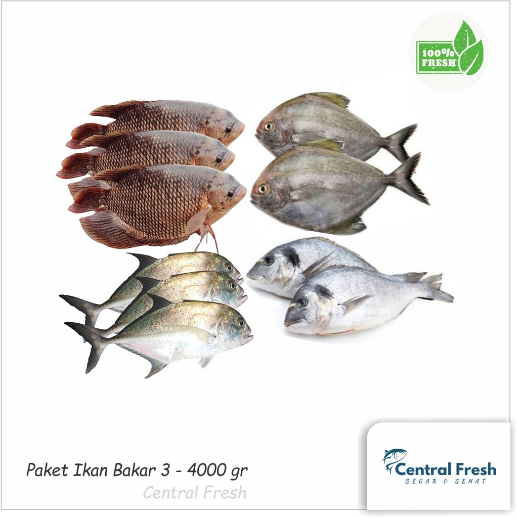 

Paket Ikan Bakar Segar 3 - 4.000 gr