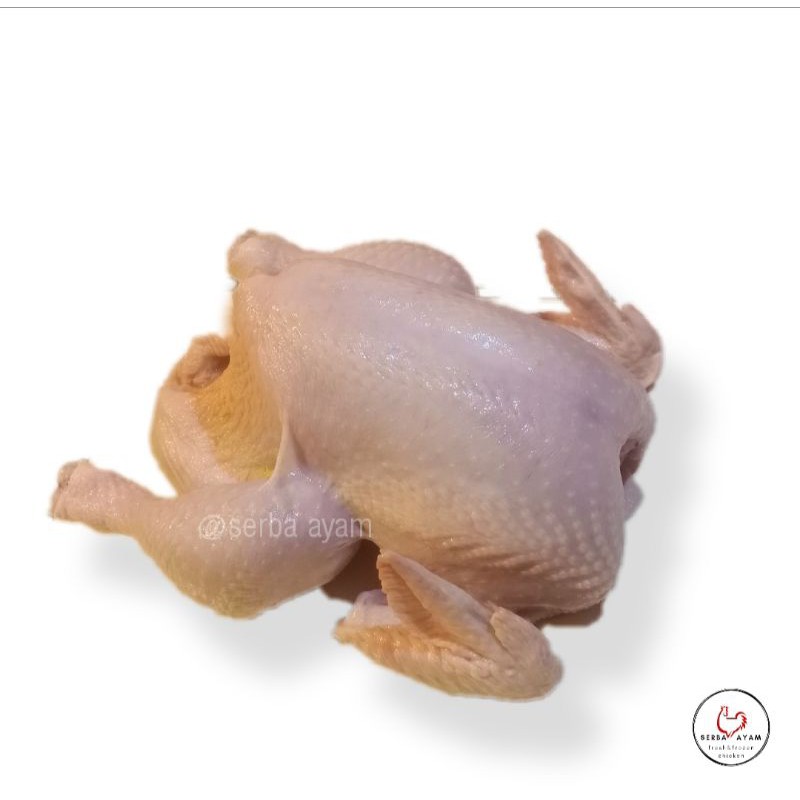 

ayam utuh karkas 0,9-1,0 kg