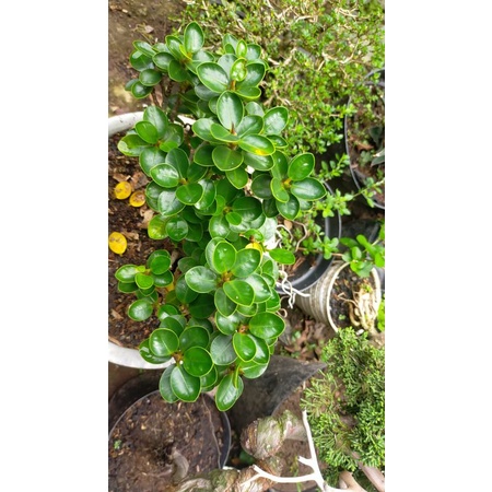 Bibit Bonsai Beringin Dolar Mangkok