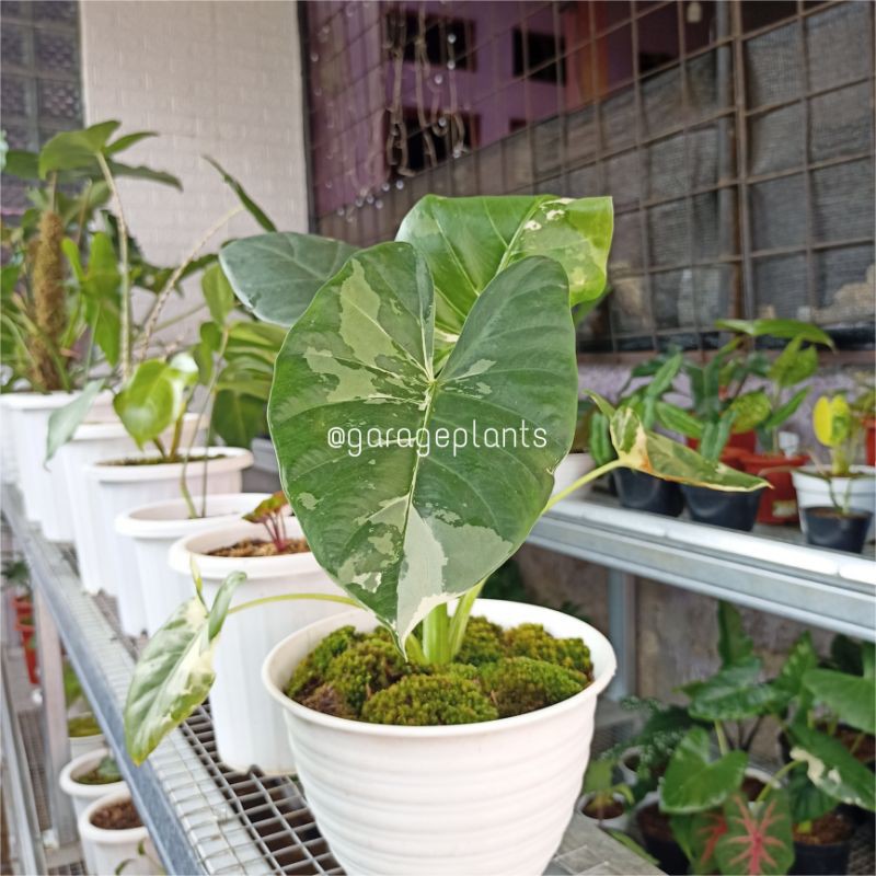 Alocasia Macrorrhiza Variegated/Sente Varigata