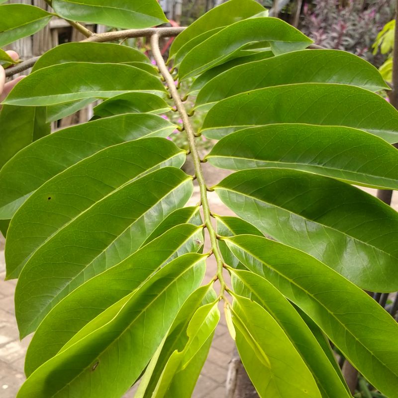 

{PROMO} DAUN SIRSAK SEGAR | DAUN HERBAL | LANGSUNG DI PETIK DARI POHON