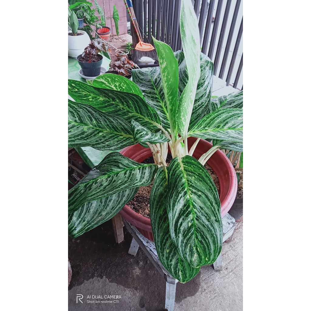 Jual Chinese Evergreen Tanaman Hias Shopee Indonesia