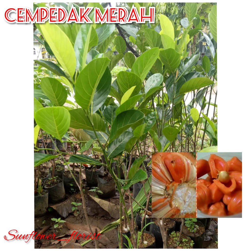 Bibit Cempedak merah