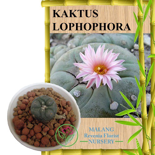 Tanaman Kaktus Lophophora