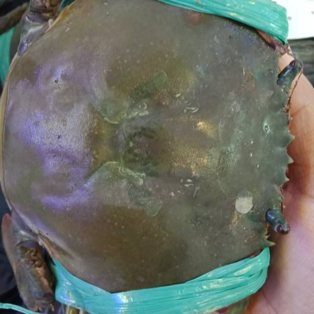 kepiting hidup super bertelor / non telor 1kg isi 2-3