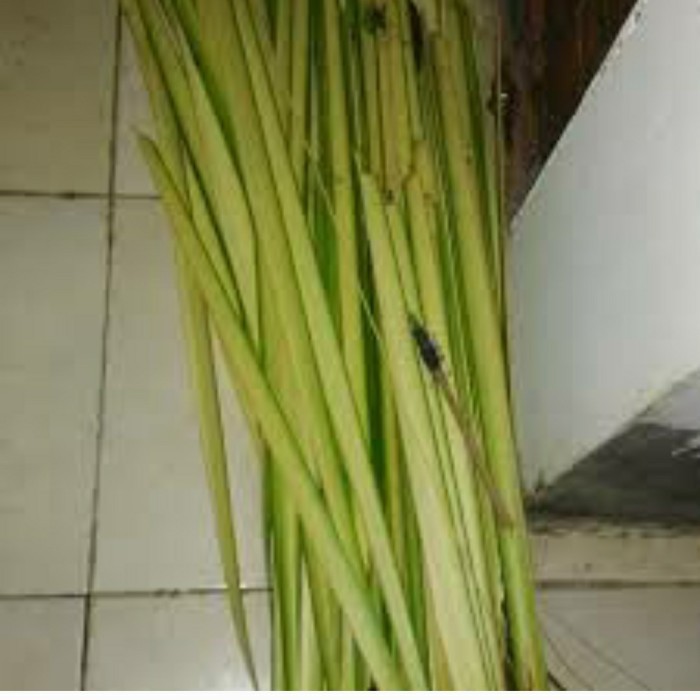 

janur kelapa ketupat