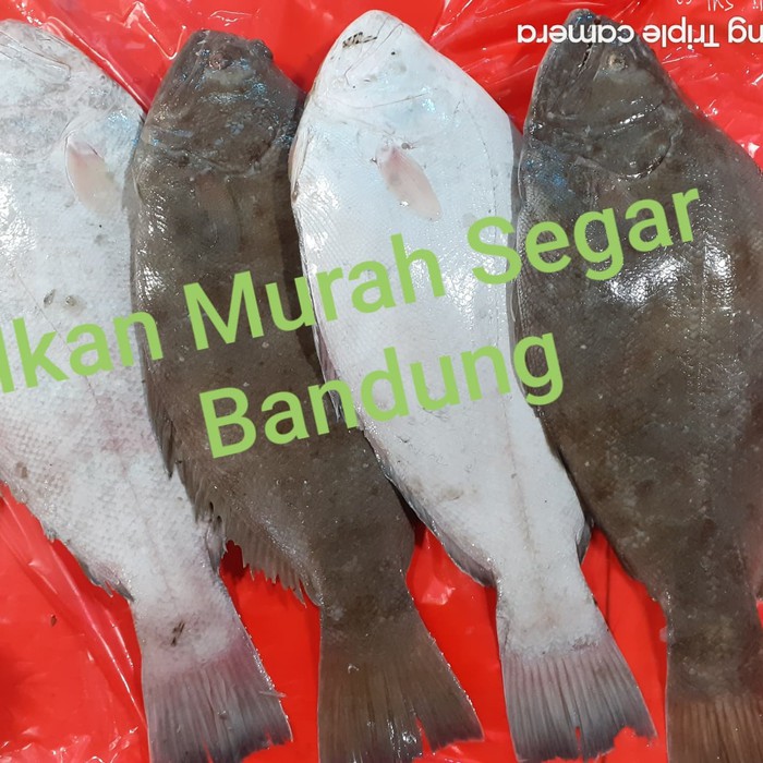 

IKAN HALIBUT / PIHI / SEBELAH