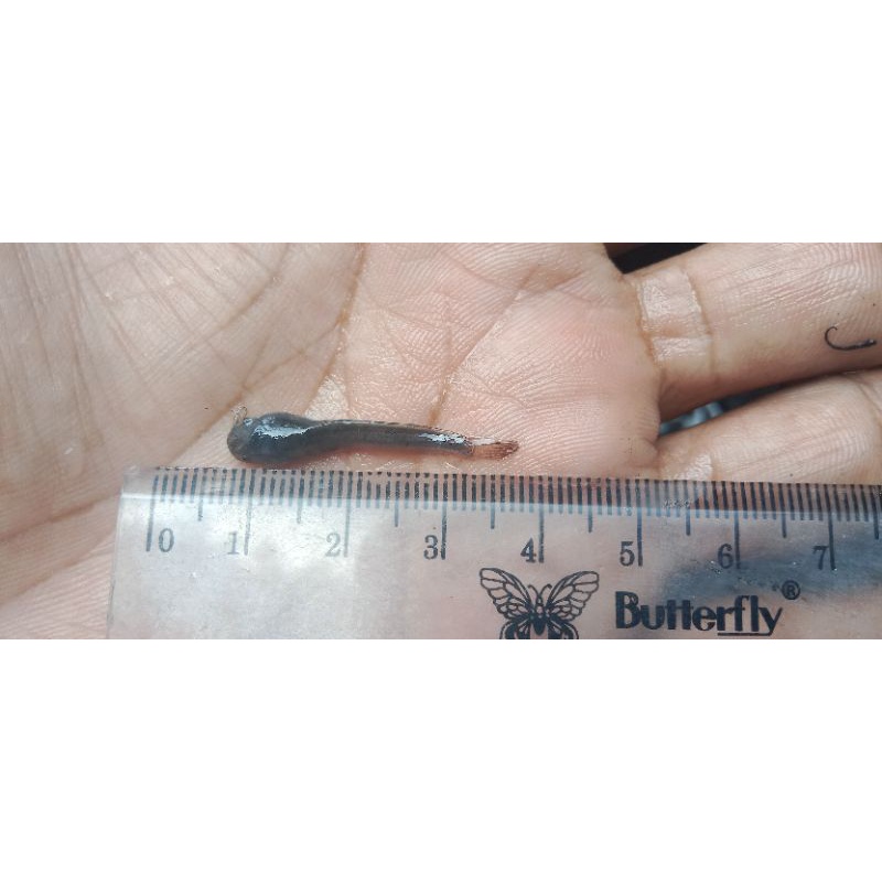 BeniH/BibiT ikan lele uk2-3cm