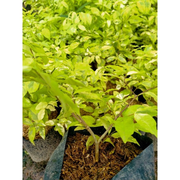 Anting putri varigata