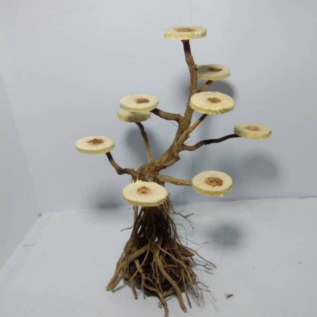Bonsai aquascape akar senggani