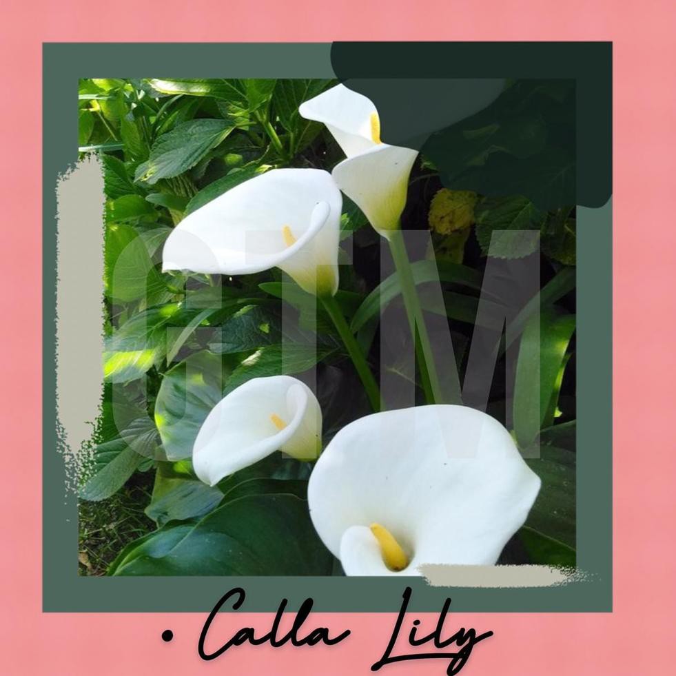 Bunga Calla Lily Bibit Tanaman Hidup Bunga Lili Kode Q0806 Shopee Indonesia