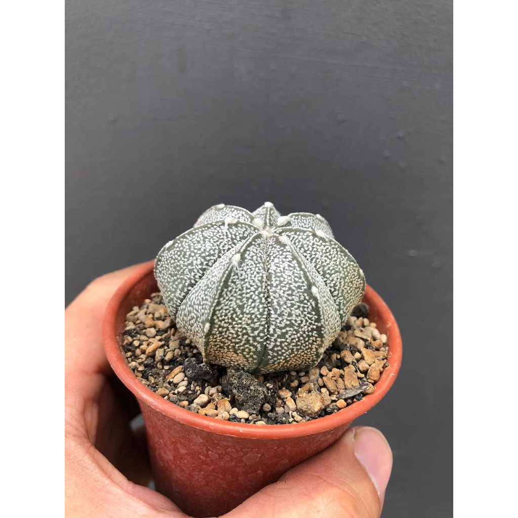 Tanaman Hias Unik Kaktus Astrophytum Capricorne Hybrid Shopee Indonesia