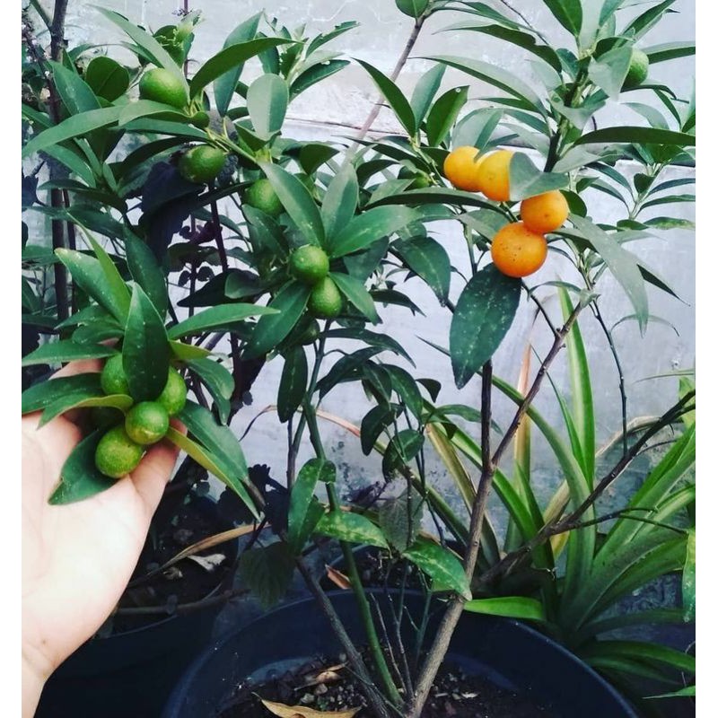 paket 3 jeruk nagami berbuah/jeruk nagami berbuah