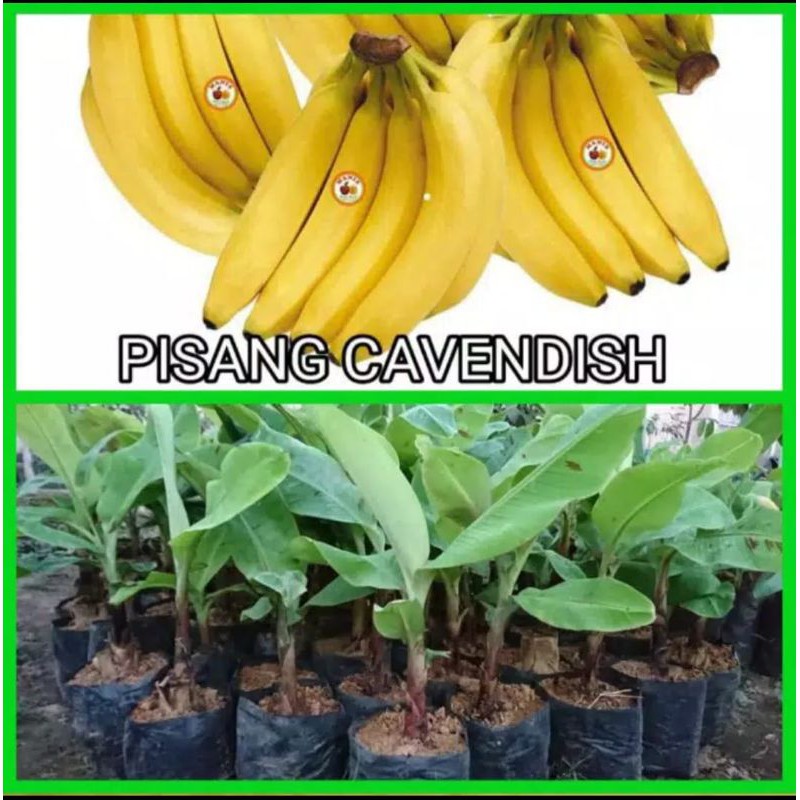 

PISANG CAVENDISH