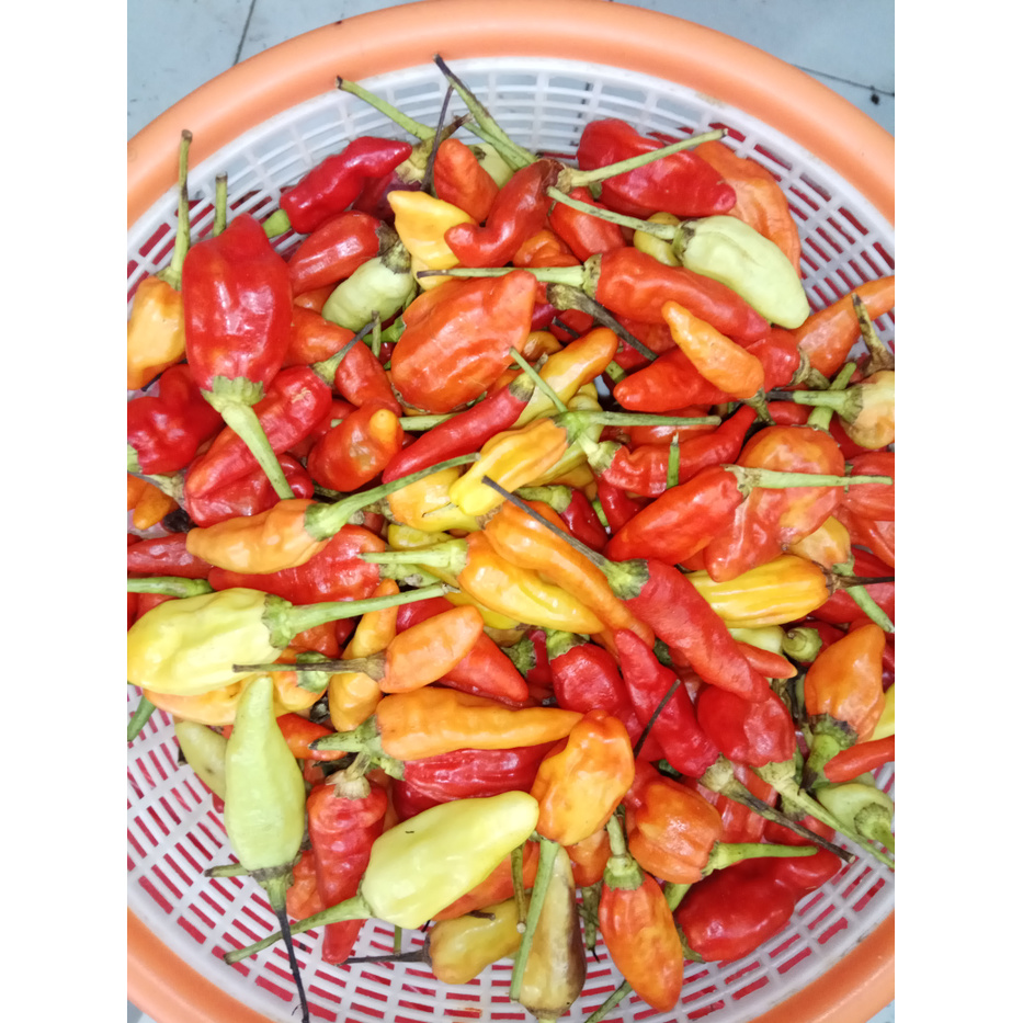 

Ready- Cabe Rawit Merah 250 Gr