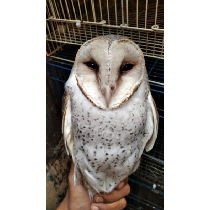 barn owl / tyto alba