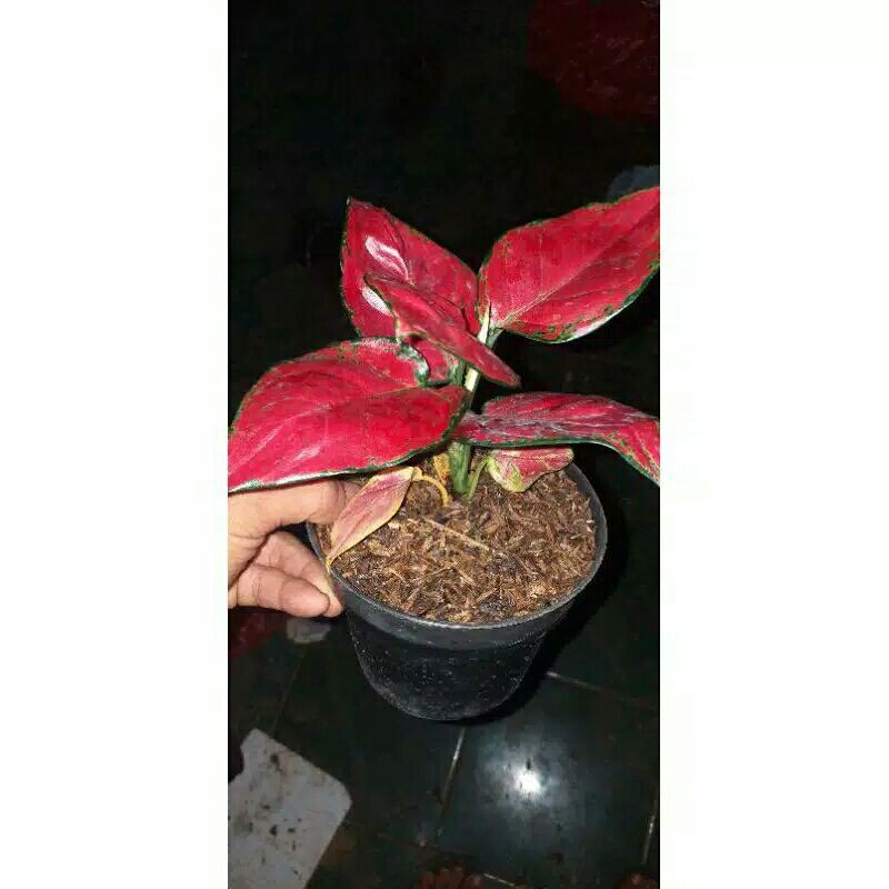 tanaman hias aglonema red anjamani-red anjamani-Aglonema Red Anjamani Murah Promo RED ANJAMANI PROMO