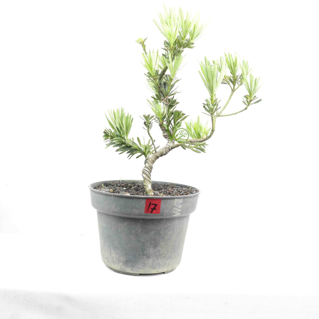 Bahan Bonsai Lohansung Biru - 17