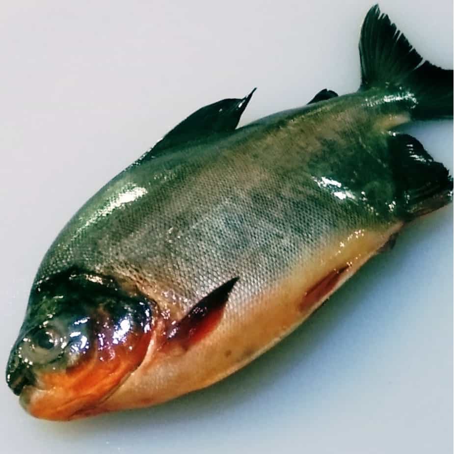 

Ikan bawal merah 1kg