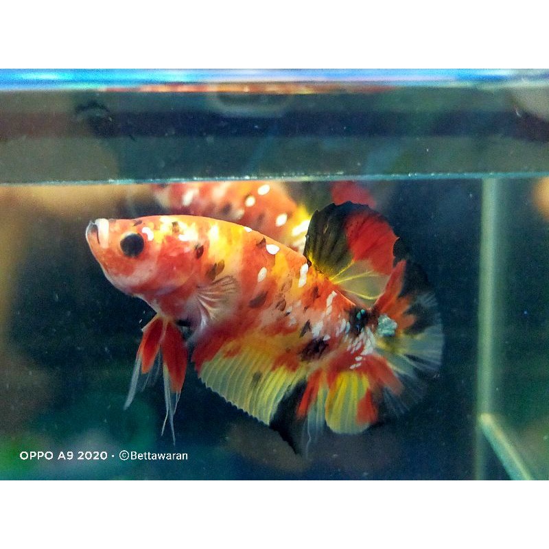 Multi Yellow Base Copper