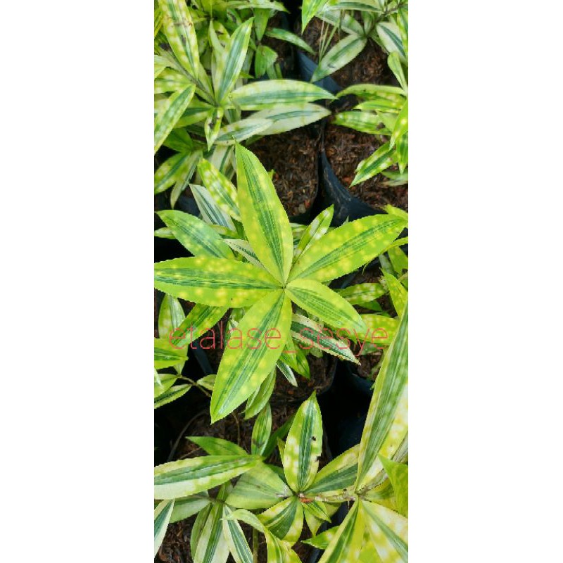 bambu jepang florida/bambu jepang kuning super