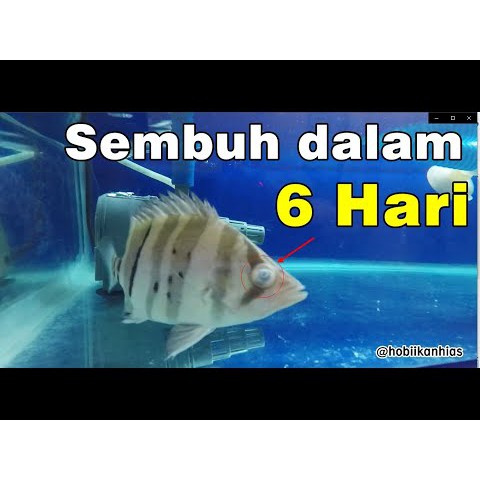 Methylene blue 100ml Obat Ikan Penghilang Strees Mengobati Ikan Hias Cupang Koki Koi Arwana Louhan Penjernih Air Aquarium