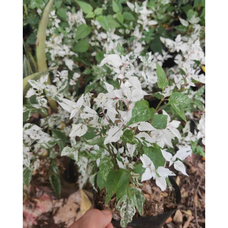 tanaman hias krokot salju - kerokot salju - putri salju