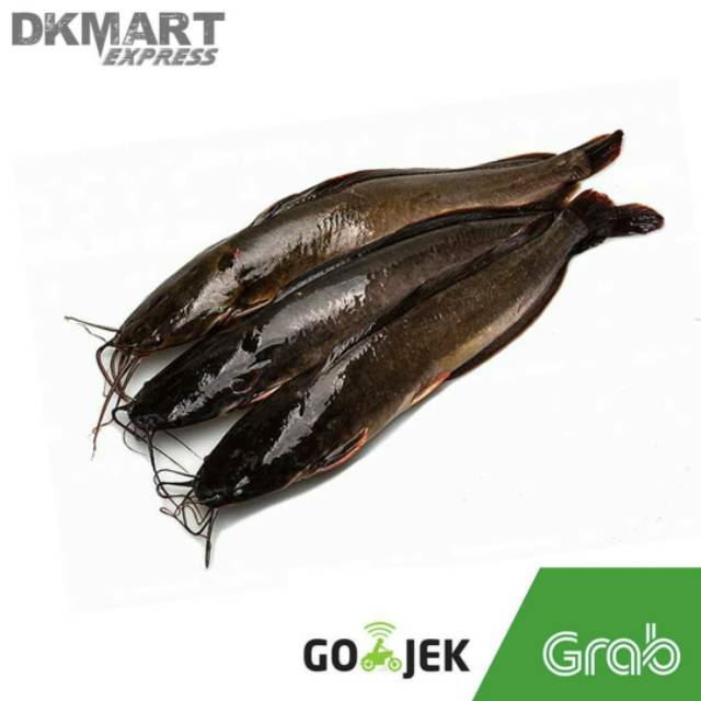 Ikan lele segar 500 gram