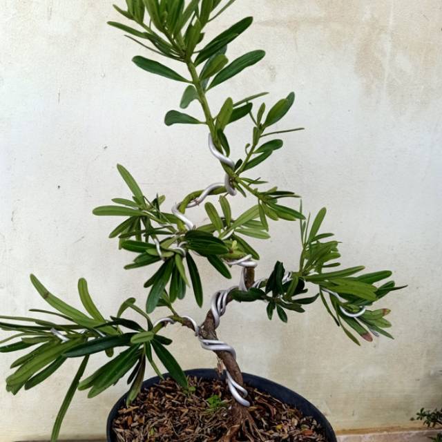 Bonsai lohansung tanaman hias pohon bonsai lohansung