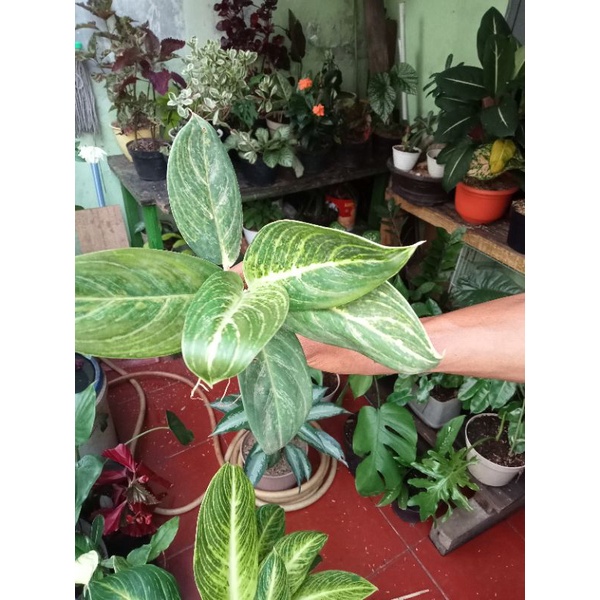 diven golden/blanceng golden