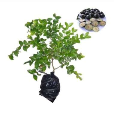 Bibit Anggur Brazil | Anggur Preco | Bibit Tanaman Buah Anggur Brazil Preco