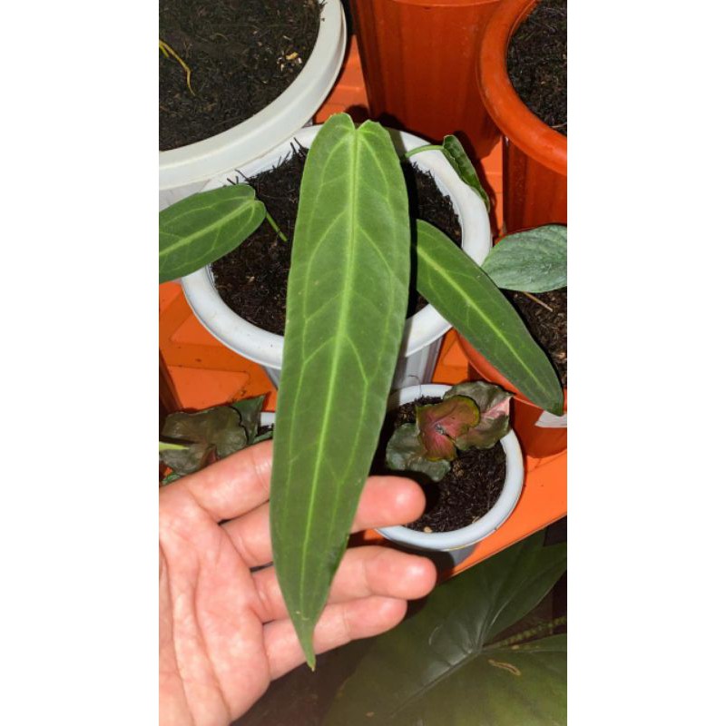 Anthurium Warocqueanum