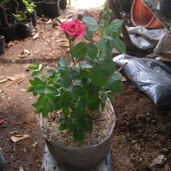 Tanaman Hias Bunga Bunga Mawar Merah Bunga Mawar Tanaman Hias Bunga Bunga Hidup Shopee Indonesia