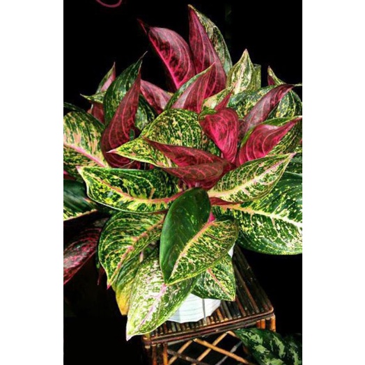 Tanaman hias hidup aglonema donacarmen - tanaman hias hidup - bunga hias - tanaman hias aglonema - a